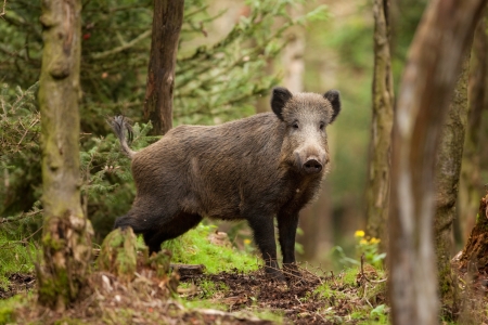 Präventionskonzept zur Afrikanischen Schweinepest bei Wildschweinen © prochym - stock.adobe.com